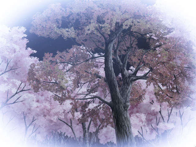 [Purple Software]まじぷり -Wonder Cradle- 327/348 